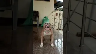 Pitbull Dog Barking Dog Barking Sound Viral Shorts 