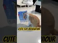 Download Lagu CUTE CAT BEHAVIOUR #videoviral #cat #catvideos #funny #catlovers #videoshort #catfunny #comedy #fyp