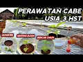 Download Lagu 🔴 PERAWATAN CABE USIA 3 HST KENDALIKAN HAMA \u0026 PENYAKIT #mitrapertanianchannel