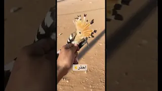 هدهد سليمان 