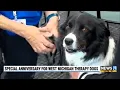Special anniversary for West Michigan therapy dogs
