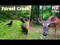 Download Lagu Entertain your pets with a Forest Stream featuring Squirrels, Crows and Deer | 10-Hour Cat \u0026 Dog TV