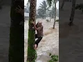 Download Lagu Suasana terjebak banjir besar diatas pohon #shorts