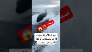 سبحان الله حوت الاوركا في الشواطئ المغربية الحذر اخوتي الحيوان ذكي وما يرحمش 