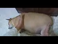 dog falls asleep feels total safe, secured near human's legs. human has furry stool/ furry ottoman !