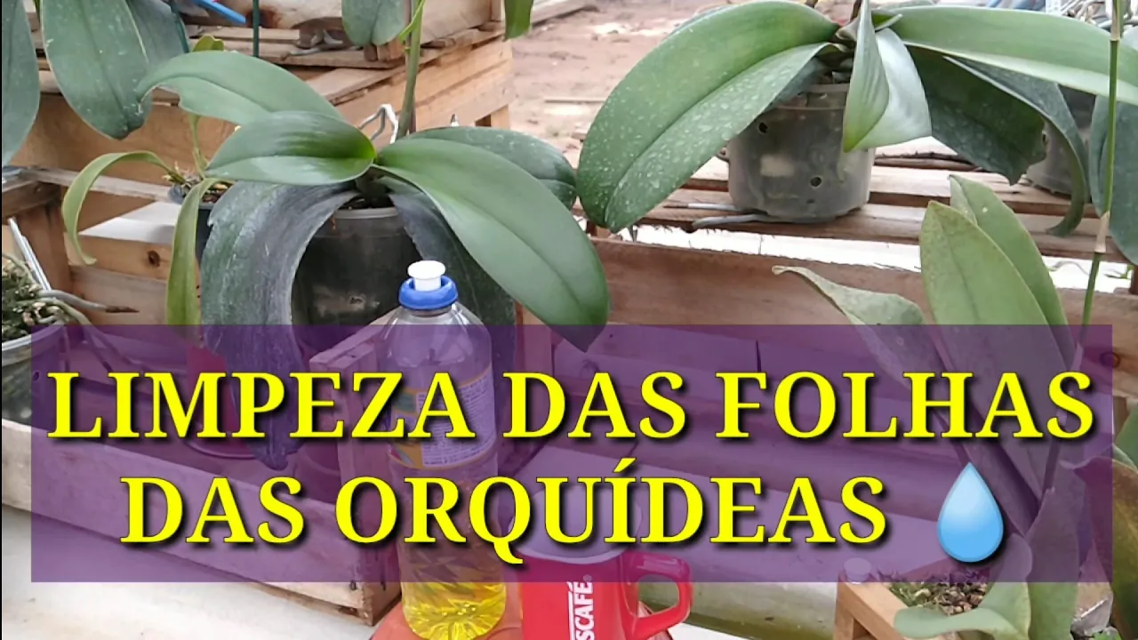 LIMPEZA DAS FOLHAS DAS ORQUÍDEAS COM CAFÉ