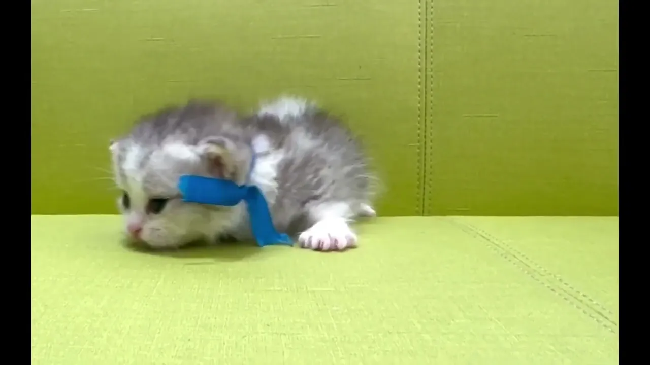 動画