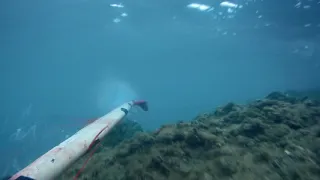 Daurade à L Indienne 