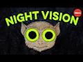 How do animals see in the dark - Anna Stockl