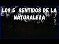 Lagu Por que desaparecen los bichitos de luz? ❌Los 5 sentidos de la NATURALEZA  🌄