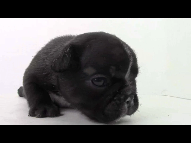 動画