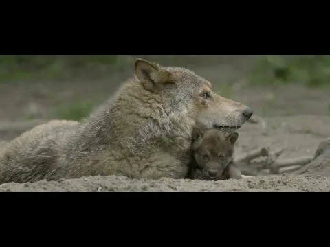 WOLF,  vanaf 15 september 2022 in de bioscoop en filmtheaters