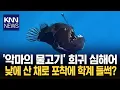 낮에 떠오른 '심해 괴물'? 희귀 혹등아귀 등장에 파장 / KNN