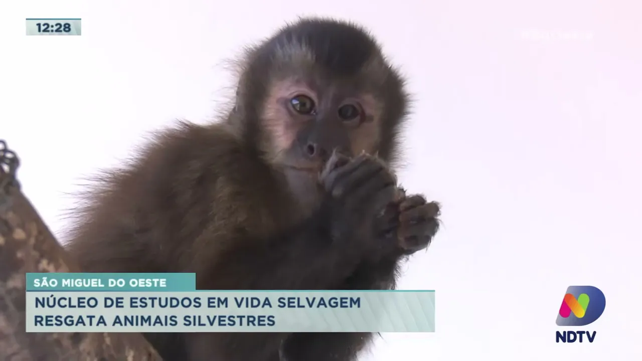Núcleo de Estudos em Vida Selvagem resgata animais silvestres em São Miguel do Oeste