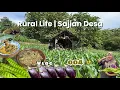 Lagu Memasak Sayur Hasil dari Kebun, Sambel Terong Rebus