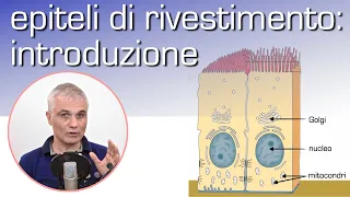 Epiteli di rivestimento: introduzione