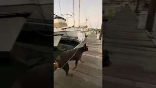 #fyp #vlog #dream #doberman  #sailing