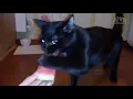 file:///storage/emulated/0/Download/Smewnye_koty%2528720P_HD%2529-spcs.me.mp4