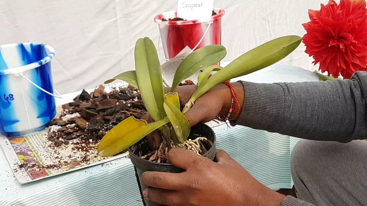 ORCHID PLANTING IN HINDI // HOW TO MAKE ORCHID SOIL