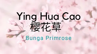 Download Ying Hua Cao 樱花草 - Sweety  [Lyrics \u0026 Indonesia Terjemahan] MP3