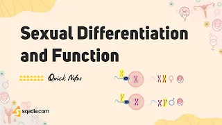 sexual differentiation and function human endocrine system physiology