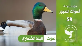 صوت بط خضاري بط بري بط شريف خضري بط البركة الابي Mallard Sound 