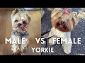 Male Vs Female Yorkie Yorkie 101