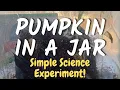 Homeschool Science Experiments How Do Pumpkins Grow Pumpkin Lifecycle Experiment