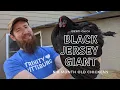 Black Jersey Giant 6-Month-Old Chickens