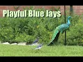 Playful Blue Jays
