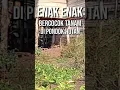 Lagu Enak enak || bercocok tanam di pondok hutan - #shorts