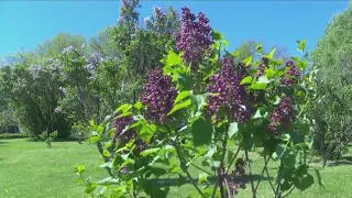 Experts Tree pollen allergies now at peak across WNY