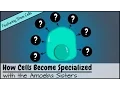 How Cells Become Specialized Featuring Stem Cells