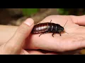 You Wish You Had Mites Like This Hissing Cockroach | Deep Look