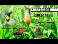 Download Lagu SUARA PIKAT BURUNG KECIL KOMBINASI CIBLEK TEBU SOGON PRENJAK KEMADE
