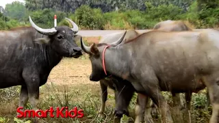 best wildlife buffalo in village find successful and pet buffalo stallion funny video comp