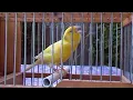 Download Lagu Audio educacion TIMBRADO ESPAÑOL ORIGINAL