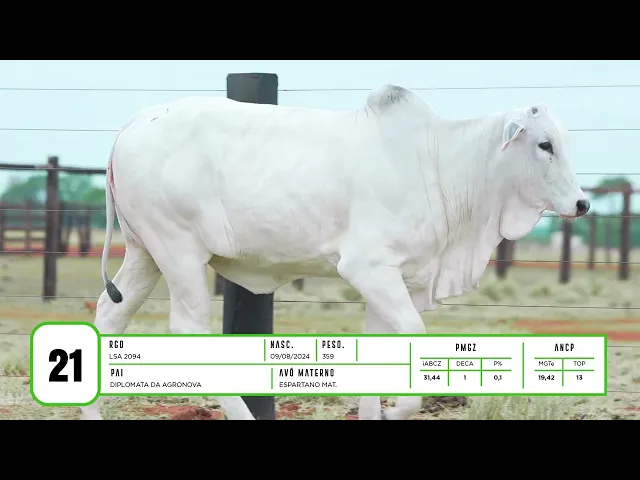 Novilha Nelore LSA - 2094