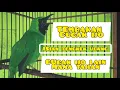 Download Lagu Cucak Ijo Gacor Nembak Kasar, Isian Tengkek Udang, Pancingan Cucak Ijo Gacor Bongkar Isian