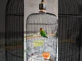 pancingan lovebird suara kering,suara kering lovebird betina,