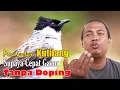Download Lagu PERAWATAN BURUNG KUTILANG AGAR CEPAT GACOR || CARA MENGGACORKAN BURUNG KUTILANG