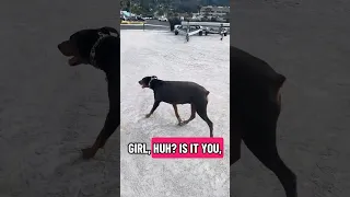 #Fyp #dream #doberman #pets #youtube