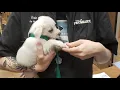 Petsmart Dog Grooming Review My Puppy 1st Time