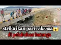 Download Lagu strike ikan pari raksasa!! pelabuhan batauga