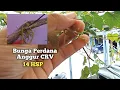 Download Lagu Bunga Perdana Anggur CRV (Carnival) ||  update Anggur CRV part 2 ||Salam PengANGGURan Tabalong