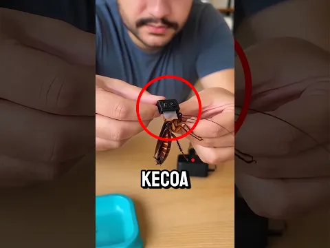 Kecoa Dipasangi Kamera, Apa yang Terjadi⁉️😨 | #shortsfeed