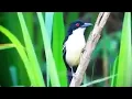 Download Lagu Masteran gacor \u0026 Pikat Cendet matahari Suara Pancingan | kicau merdu asli suara burung