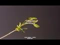 Tsuri Yorira | Shona Hymn | Justin Woodlake
