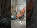 Download Lagu Ayam tengok kanan kiri bagus pukul keras semi brakot harga 2 juta Vidio via WA 085865354374