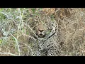 Grazers to great cats - SafariLIVE Sunset